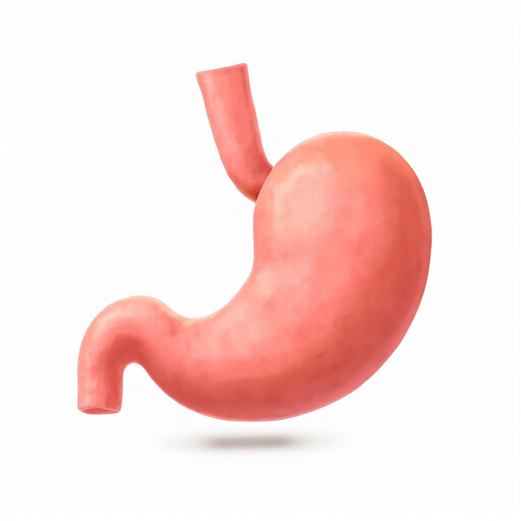 stomach